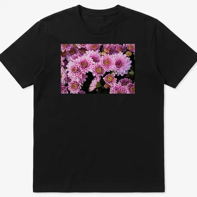 Photographic design of pink chrysanthemum flowers in vibrant colors